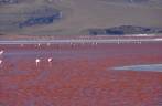 Flamingos se alimentam nas águas vermelhas da Laguna Colorada, no sudoeste da Bolívia